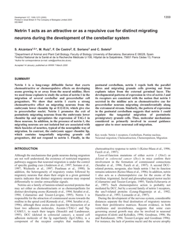 Netrin 1 Guides Neuronal Migration 1361 Previously Hybridised for Netrin 1 Expression, Were Immunolabeled Background Levels