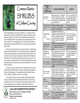 Native Shrubs 2-4-14