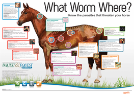 Know the Parasites That Threaten Your Horse Symptoms: Persistent Cough and Increased Respiratory Rate