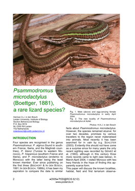 Psammodromus Microdactylus (Boettger, 1881), a Rare Lizard Species? Fig