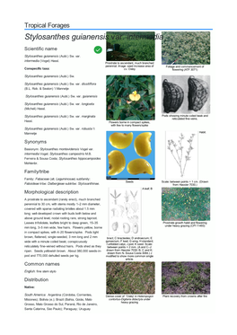 Stylosanthes Guianensis Var. Intermedia Scientific Name  Stylosanthes Guianensis (Aubl.) Sw