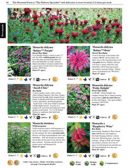 Monarda Didyma 'Balmy™ Purple'