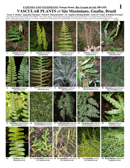 VASCULAR PLANTS of São Maximiano, Guaíba, Brazil Greta A