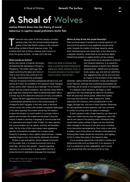 A Shoal of Wolves Beneath the Surface Spring 21 a Shoal of Wolves Joshua Pickett Dives Into the Theory of Social Behaviour in Captive Raised Prehistoric Bichir Fish