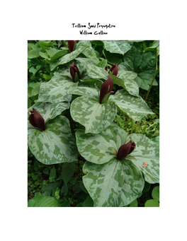 Trillium Seed Propagation William Cullina