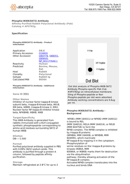 Phospho-IKKB(S672) Antibody Affinity Purified Rabbit Polyclonal Antibody (Pab) Catalog # Ap3782g