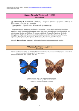 Genus Phytala Westwood, [1851] Forest Flash