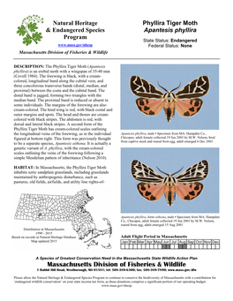 Phyllira Tiger Moth, Apantesis Phyllira