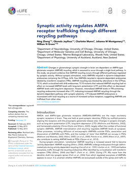 Synaptic Activity Regulates AMPA Receptor Trafficking Through Different Recycling Pathways