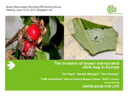 The Invasion of Brown Marmorated Stink Bug in Europe Main Title