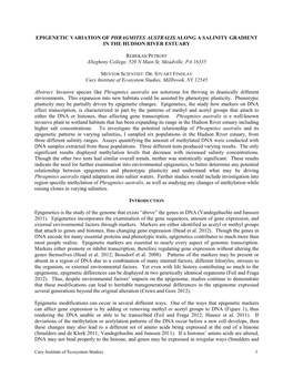 Epigenetic Variation of Phragmites Australis Along a Salinity Gradient in the Hudson River Estuary