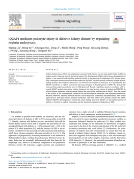 IQGAP1 Mediates Podocyte Injury in Diabetic Kidney Disease by Regulating Nephrin Endocytosis T