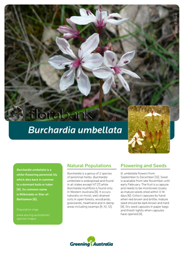 Burchardia Umbellata Photo: B