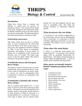 Thrips Have Always Been a Common and Virus to Susceptible Crops