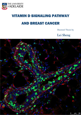 Vitamin D Signaling Pathway and Breast Cancer