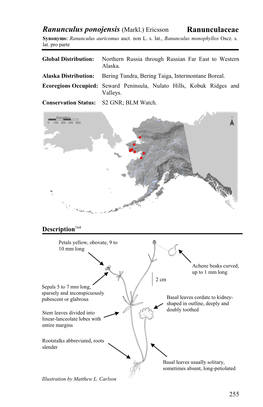 Ranunculus Ponojensis (Markl.) Ericsson Ranunculaceae Synonyms: Ranunculus Auricomus Auct