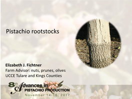 Pistachio Rootstocks