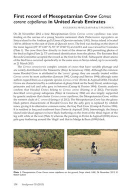 First Record of Mesopotamian Crow Corvus Corone Capellanus in United Arab Emirates R Gubiani, SB Muzaffar & T Pedersen