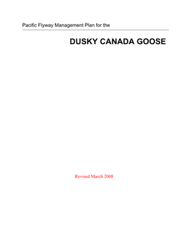 Dusky Canada Goose