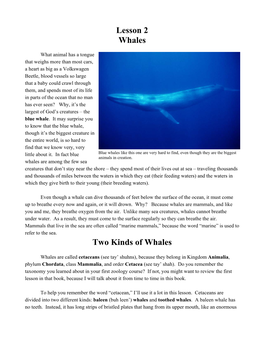 Baleen Whales Are Also Called Great Whales – Not Because They Are Any Greater Than Other Whales, but Because They Are Usually Much, Much Bigger Than Toothed Whales