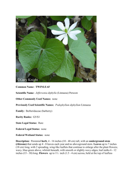 Common Name: TWINLEAF Scientific Name: Jeffersonia Diphylla