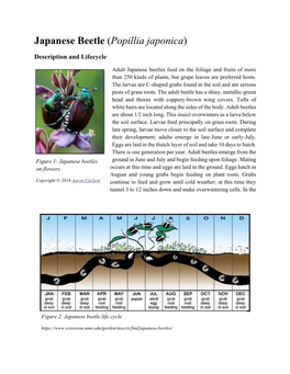 Japanese Beetle (Popillia Japonica)