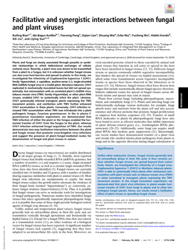 Facilitative and Synergistic Interactions Between Fungal and Plant Viruses