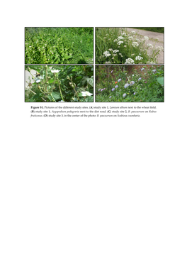 (A) Study Site 1, Lamium Album Next to the Wheat Field. (B) Study Site 1, Aegopodium Podagraria Next to the Dirt Road