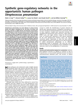 Synthetic Gene-Regulatory Networks in the Opportunistic Human Pathogen Streptococcus Pneumoniae