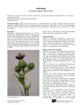 Bull Thistle Cirsium Vulgare (Savi) Ten