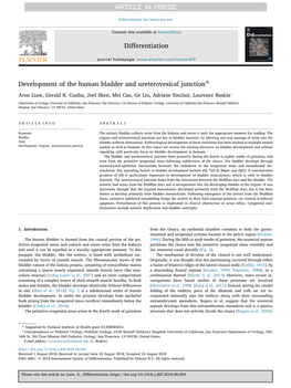 Development of the Bladder and Ureterovesical Junction