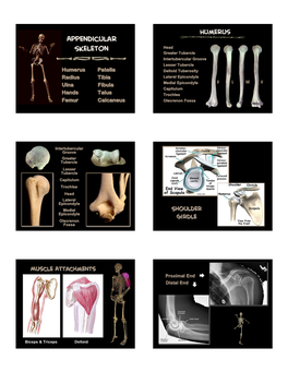 Appendicular Skeleton