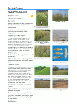 Hyparrhenia Rufa Scientific Name  Hyparrhenia Rufa (Nees) Stapf