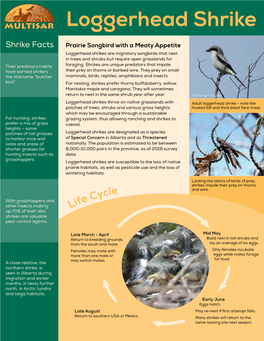 Loggerhead Shrike