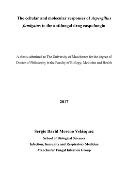 The Cellular and Molecular Responses of Aspergillus Fumigatus to the Antifungal Drug Caspofungin