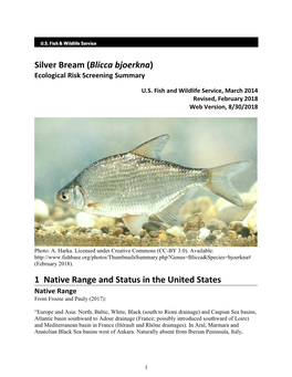 Silver Bream (Blicca Bjoerkna) ERSS