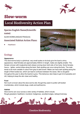 (ANGUIS FRAGILIS) • Heathland Appearance the Slow-Worms Body