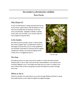 Serviceberry (Amelanchier Alnifolia) Rose Family