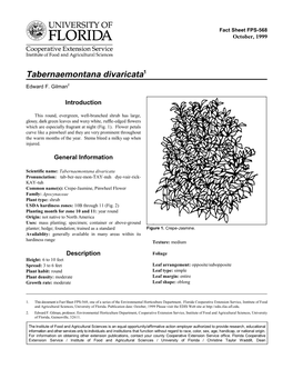 Tabernaemontana Divaricata1