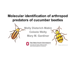 Molecular Identification of Arthropod Predators of Cucumber Beetles