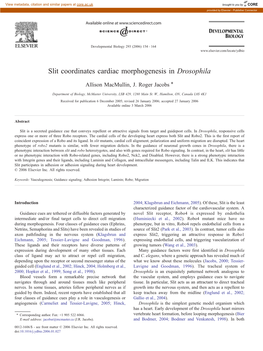 Slit Coordinates Cardiac Morphogenesis in Drosophila ⁎ Allison Macmullin, J