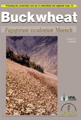 Buckwheat, Fagopyrum Esculentus Moench