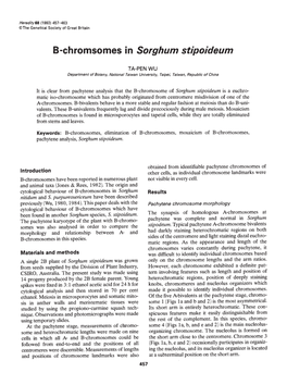 B-Chromsomes in Sorghum Stipoideum