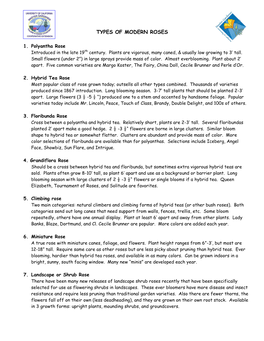 Types of Modern Roses & Pruning Tips