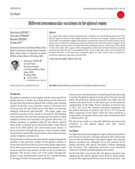 Different Neuromuscular Variations in the Gluteal Region