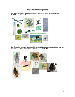 1 Key to Pond Water Organisms 1A. Cells Generally Greenish Or Yellow Brown in Color (Phototrophic) ALGAE……. Go to 2