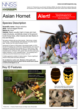 Asian Hornet Or Through the Iphone and Android Recording App: Alert! Asian Hornet Watch