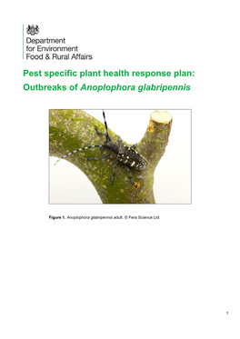 Anoplophora Glabripennis Asian Longhorn Beetle
