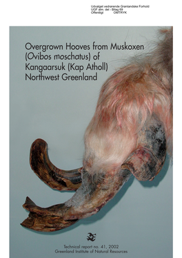 Overgrown Hooves from Muskoxen (Ovibos Moschatus) of Kangaarsuk (Kap Atholl) Northwest Greenland