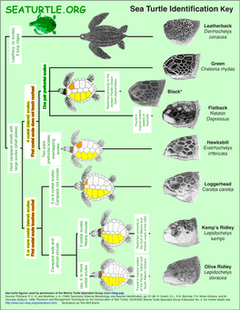 SEATURTLE.ORG Sea Turtle Identification Key